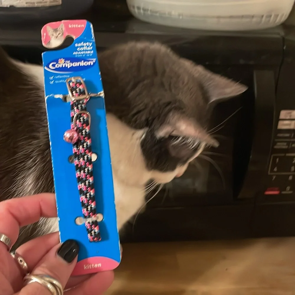 Cat collar new adjustable from 6” to 8 “